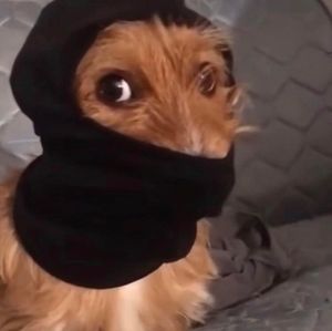 Meet your Posher, Max